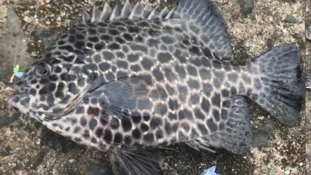 サビキ釣りでファミリーフィッシング